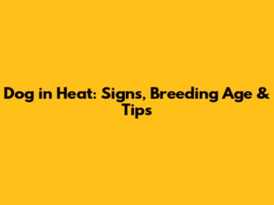 Dog in Heat: Signs, Breeding Age & Tips