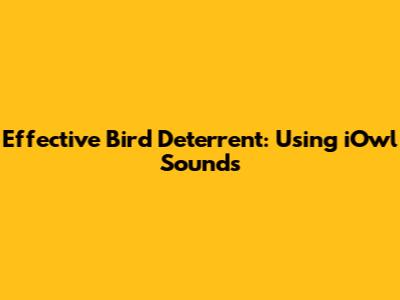 Effective Bird Deterrent: Using iOwl Sounds