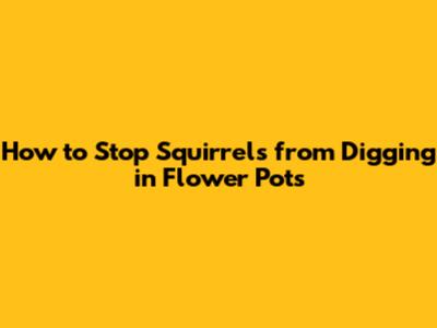 How to Stop Squirrels from Digging in Flower Pots