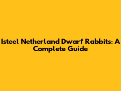 Isteel Netherland Dwarf Rabbits: A Complete Guide