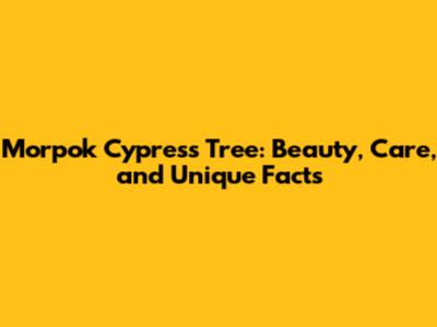 Morpok Cypress Tree: Beauty, Care, and Unique Facts