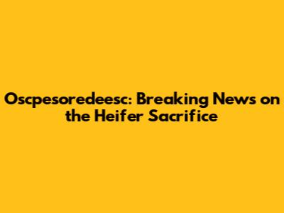 Oscpesoredeesc: Breaking News on the Heifer Sacrifice