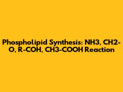 Phospholipid Synthesis: NH3, CH2-O, R-COH, CH3-COOH Reaction