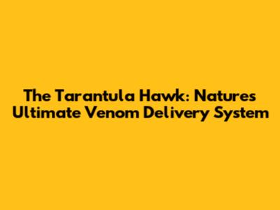 The Tarantula Hawk: Nature's Ultimate Venom Delivery System